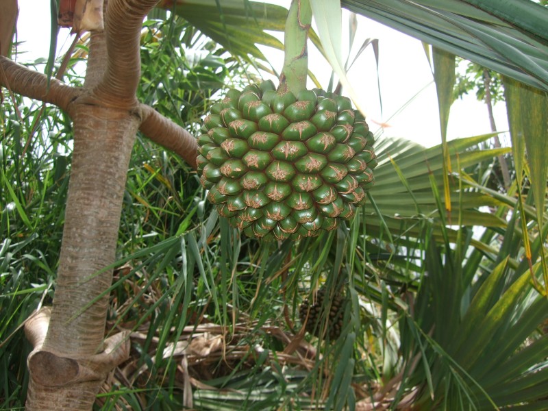 Mauritius 2010 - 0315 